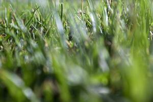 frisches grünes Gras foto