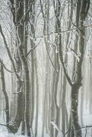 der Wald im Winter foto