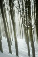 der Wald im Winter foto
