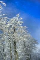 schneebedeckt Wald auf ein sonnig Tag foto