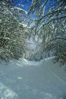 das Straße im das schneebedeckt Wald foto