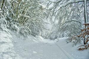 das Straße im das schneebedeckt Wald foto