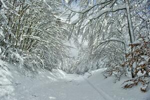 das Straße im das schneebedeckt Wald foto