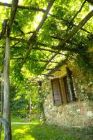 Pergola bedeckt durch das Ranke Pflanze foto