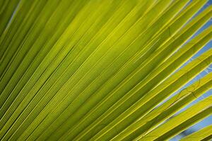 Einzelheiten von das Palme Blatt foto