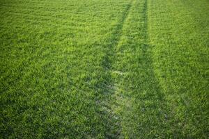 neugeboren Grün Weizen foto