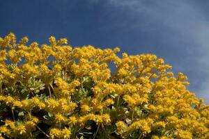 das Blume von Sedum palmeri foto