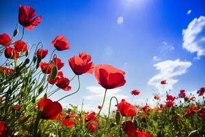 Feld der roten Mohnblumen foto