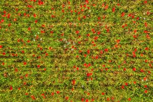 oben Aussicht von ein Mohn Feld foto