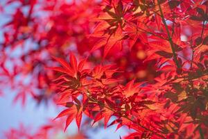 das Blätter von rot Ahorn foto