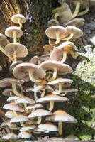 Vielfalt von Unterholz Pilze foto