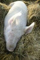 das sich ausruhen von ein Schwein im das Stroh Bett foto