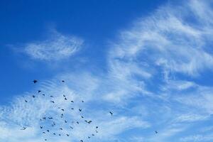 Herde von Tauben fliegend foto