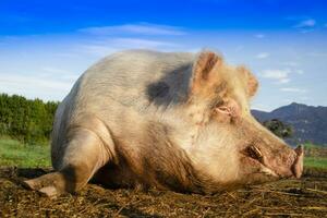 Porträt von ein Schwein im das Moment von sich ausruhen foto