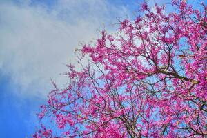 blühender Baum im Frühling foto