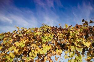 das bunt Blätter von das Ranke im das Herbst Jahreszeit foto