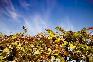 das bunt Blätter von das Ranke im das Herbst Jahreszeit foto