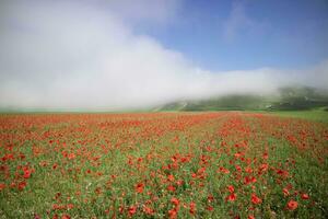 Panorama- Aussicht von ein rot Mohn Feld foto