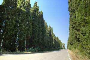 das Zypressengesäumt Allee führen zu Bolgheri Italien foto
