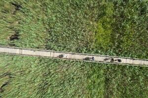 Fußgänger Gehweg Innerhalb das Park von Massaciuccoli Italien foto