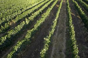 Antenne Aussicht von das Reihen von ein Weinberg Toskana Italien foto