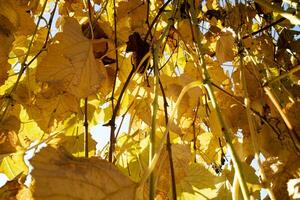 Foto Dokumentation von das Blätter von das Reben im Herbst