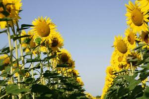 Schuss von unten von ein Feld von Sonnenblumen im voll blühen foto