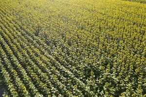 Antenne Aussicht von ein Sonnenblume Feld fotografiert im das Sommer- Jahreszeit foto