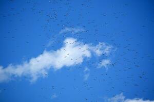 Herde von Möwen im Blau Himmel foto