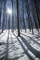 das Weiß Mantel von Schnee unter das Wald gegen das Licht foto