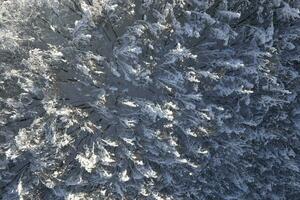 vollständig schneebedeckt Wald genommen von über foto