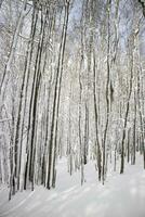 Birke Wald nach ein Schneefall im das Morgen foto