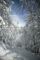 vollständig schneebedeckt Pfad im das Wald foto
