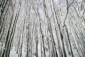 Birke Wald nach ein Schneefall im das Morgen foto