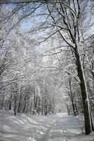 vollständig schneebedeckt Pfad im das Wald foto