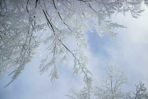 Wald nach ein Schneefall im das Morgen foto