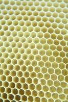 Biene Nesselsucht zum Honig Produktion foto