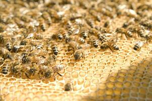 Biene Nesselsucht zum Honig Produktion foto