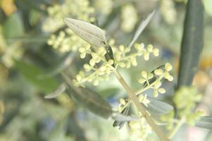 das Blume von das Olive Baum im Frühling foto