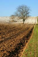 ein einsam Baum im ein Feld von Schmutz foto