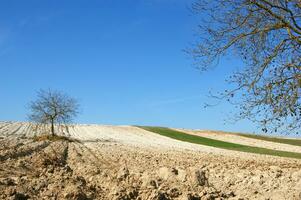 ein einsam Baum im ein Feld von Schmutz foto