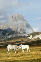 Berg Landschaft Weiden lassen Tiere foto