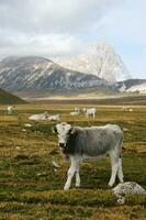 Berg Landschaft Weiden lassen Tiere foto