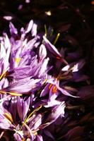 das Safran Blume Blütenblatt foto