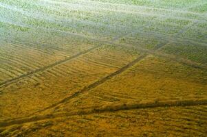 Reis Felder im vercelli Italien foto
