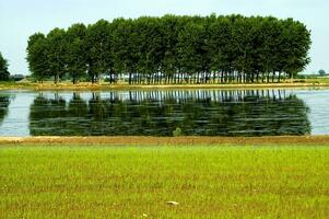 ein Feld mit Wasser und Gras im das Mitte foto