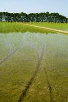 ein Feld mit ein Fluss von Wasser Laufen durch es foto