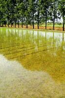 ein Feld mit ein Fluss von Wasser Laufen durch es foto