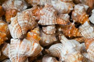 ein schließen oben von ein Bündel von Muscheln foto