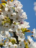 ein Baum mit Weiß Blumen gegen ein Blau Himmel foto